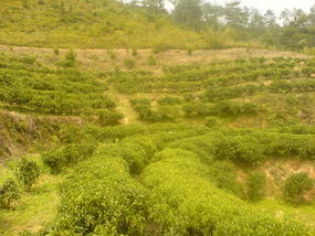 Ancient Heping Town (35)