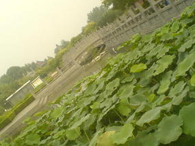 Luoyang White Horse Temple (2)