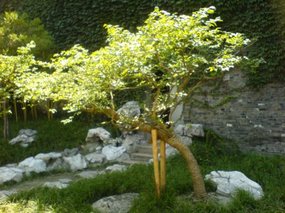Yangzhou - He Gardens 1