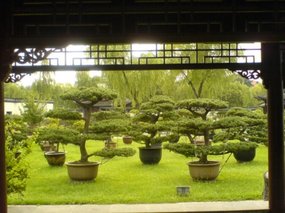Yangzhou - Slender West Lake & Bonsai 23