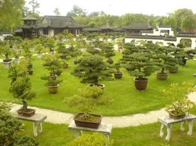 Yangzhou - Slender West Lake & Bonsai 24
