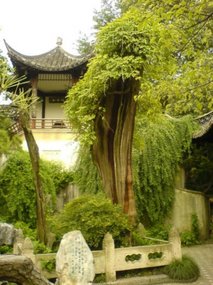 Yangzhou - Slender West Lake & Bonsai 8
