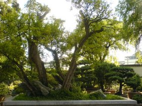 Suzhou - The Garden for Lingering In 4