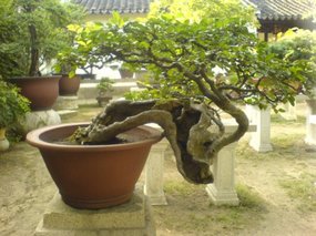 Suzhou - The Garden for Lingering In 6