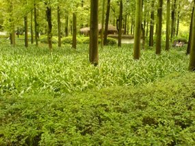 Hangzhou - West Lake Gardens Walk 33