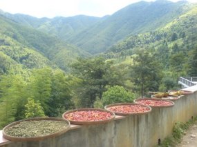 Temple N Village Lunch 5