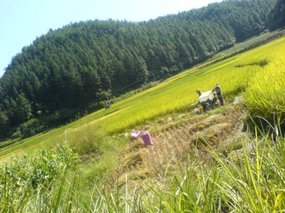 The Great Autumn Rice Harvest Ride 10