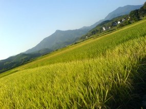 The Great Autumn Rice Harvest Ride 15
