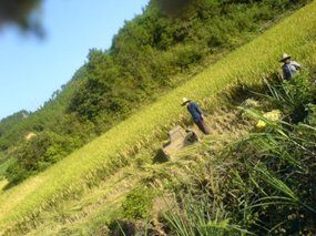 The Great Autumn Rice Harvest Ride 2