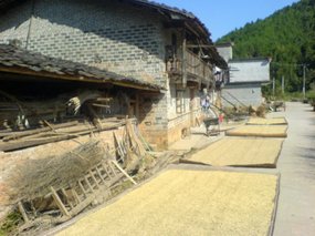 The Great Autumn Rice Harvest Ride 28