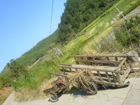 The Great Autumn Rice Harvest Ride 30