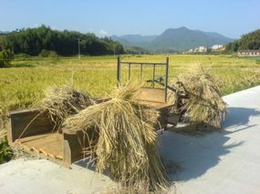 The Great Autumn Rice Harvest Ride 32