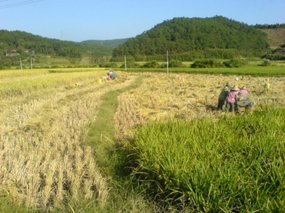 The Great Autumn Rice Harvest Ride 33