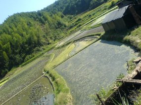 The Great Autumn Rice Harvest Ride