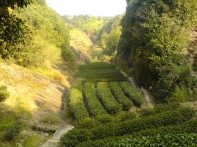 Wuyi Shan Day One 6