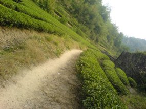 Wuyi Shan Day One 7