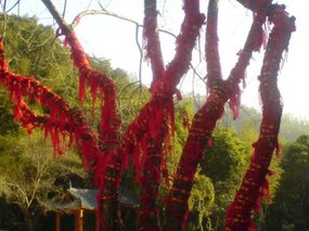 Wuyi Shan Day Two 10
