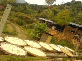 The Fish Farm Adventure