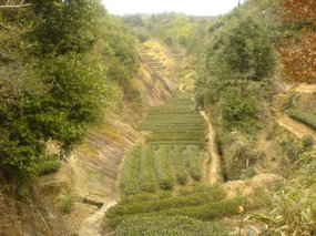 Wuyi Shan With Luo Wei Day 2 16