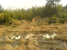 Dining With Chickens At My Feet 04