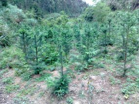 Arbor 'Tree Planting' Day 11