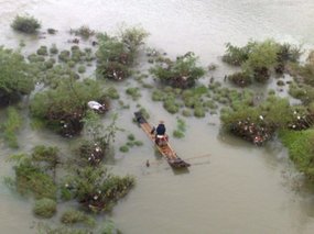 Cormorant Fishing