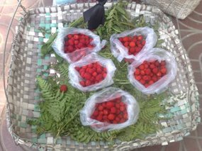 Fresh Fruit Snax