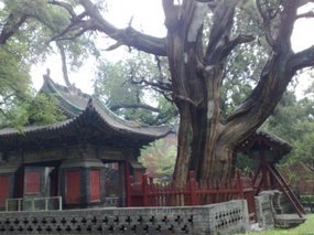 19-Jinci Temple Adventure