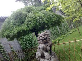 25-Jinci Temple Adventure