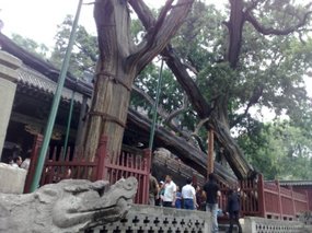 7-Jinci Temple Adventure