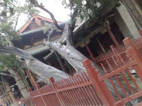 8-Jinci Temple Adventure