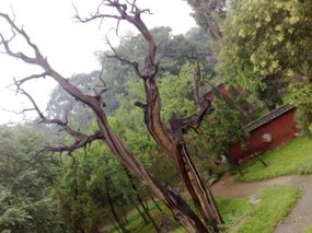 9-Jinci Temple Adventure