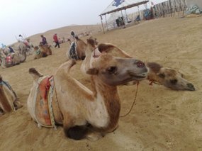 1-Hohhot Desert Adventure