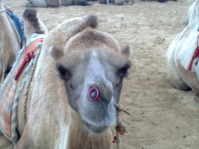 2-Hohhot Desert Adventure
