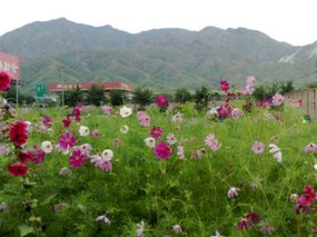 31-Hohhot Desert Adventure