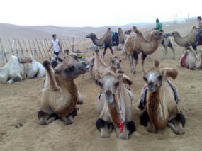 4-Hohhot Desert Adventure