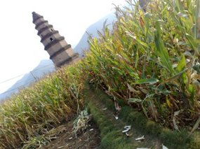Happy Birthday Pagoda Walk