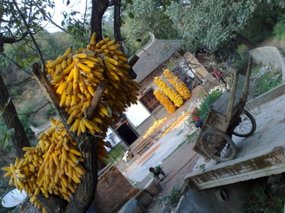 Happy Birthday Pagoda Walk
