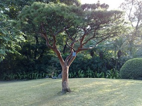 Beautiful Liuhuahu Park & Pets On Hooks