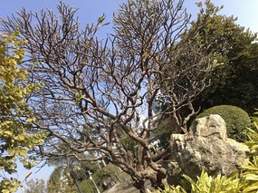 Beautiful Liuhuahu Park & Pets On Hooks