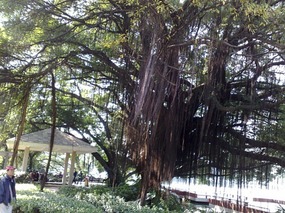 Beautiful Liuhuahu Park & Pets On Hooks