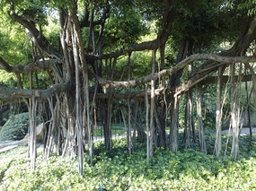 Beautiful Liuhuahu Park & Pets On Hooks