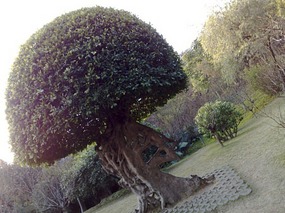 The Beautiful North Eastern Greens of Guangzhou Ci