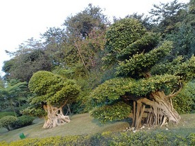 The Beautiful North Eastern Greens of Guangzhou Ci