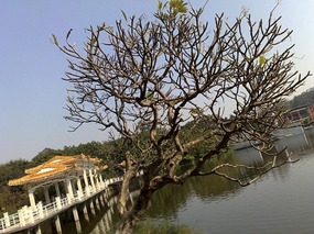 The Beautiful North Eastern Greens of Guangzhou Ci
