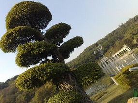 The Beautiful North Eastern Greens of Guangzhou Ci