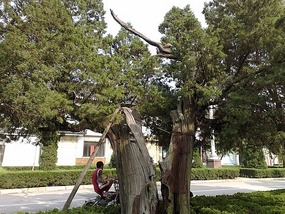 Qufu City Walk