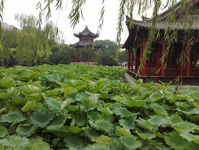 Springs, Lakes BBQ & Temples in Ji'Nan