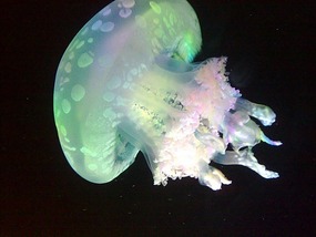 Art Museum, Churches & Underwater World