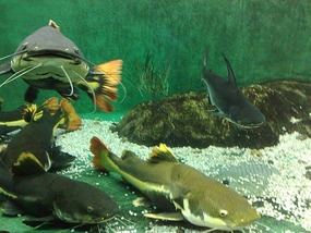 Art Museum, Churches & Underwater World